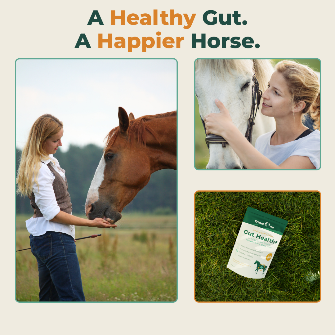 Gut Health+ Soft Chews For Horses
