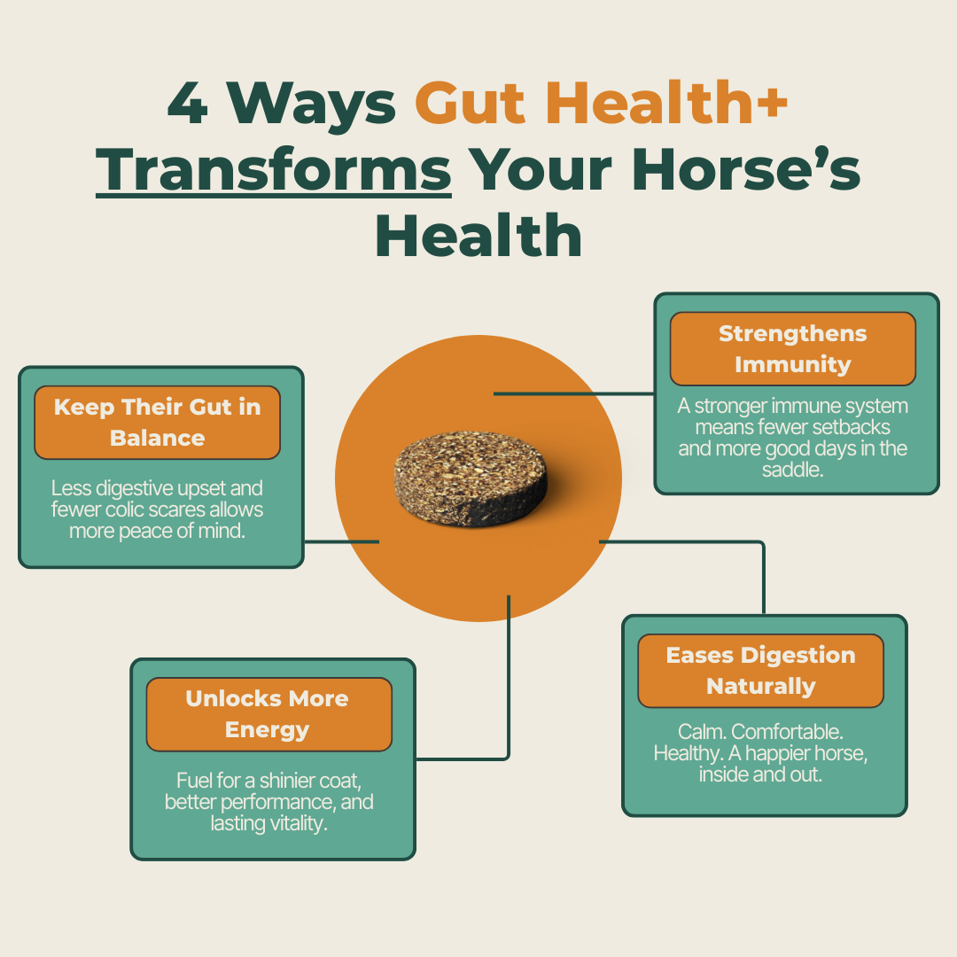 Gut Health+ Soft Chews For Horses